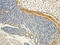 C-C motif chemokine 12 antibody, orb251611, Biorbyt, Immunohistochemistry paraffin image 