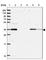 F-Box And Leucine Rich Repeat Protein 14 antibody, HPA053889, Atlas Antibodies, Western Blot image 