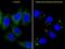 Cytochrome P450 Family 3 Subfamily A Member 5 antibody, orb109152, Biorbyt, Immunofluorescence image 
