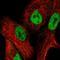 Nuclear factor of activated T-cells 5 antibody, HPA057304, Atlas Antibodies, Immunofluorescence image 