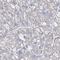 Nebulin Related Anchoring Protein antibody, HPA037953, Atlas Antibodies, Immunohistochemistry frozen image 