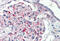 Jagged Canonical Notch Ligand 1 antibody, MBS242046, MyBioSource, Immunohistochemistry frozen image 