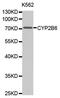 Cytochrome P450 2B6 antibody, orb135357, Biorbyt, Western Blot image 