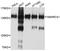 SWI/SNF Related, Matrix Associated, Actin Dependent Regulator Of Chromatin, Subfamily A, Member 1 antibody, STJ112286, St John