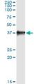Leucine Zipper Transcription Factor Like 1 antibody, H00054585-M09, Novus Biologicals, Western Blot image 
