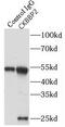 Growth arrest and DNA damage-inducible proteins-interacting protein 1 antibody, FNab03296, FineTest, Immunoprecipitation image 