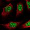 Zinc finger protein 217 antibody, NBP2-13561, Novus Biologicals, Immunofluorescence image 