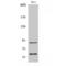 ETS2 Repressor Factor antibody, LS-C383402, Lifespan Biosciences, Western Blot image 