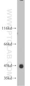 DDB1 And CUL4 Associated Factor 4 Like 2 antibody, 21571-1-AP, Proteintech Group, Western Blot image 