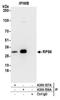Ribosomal Protein S6 antibody, A300-556A, Bethyl Labs, Immunoprecipitation image 