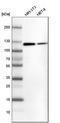 ATP Citrate Lyase antibody, HPA022434, Atlas Antibodies, Western Blot image 
