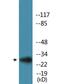 Ribosomal Protein S6 antibody, LS-C291633, Lifespan Biosciences, Western Blot image 
