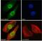 DNA mismatch repair protein Mlh3 antibody, NBP2-78702, Novus Biologicals, Immunofluorescence image 