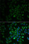 Receptor For Activated C Kinase 1 antibody, LS-C746714, Lifespan Biosciences, Immunofluorescence image 