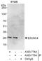 EXOSC4 antibody, A303-775A, Bethyl Labs, Immunoprecipitation image 