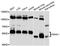 Serum Amyloid A Like 1 antibody, LS-C748246, Lifespan Biosciences, Western Blot image 
