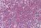 Hydroxypyruvate Isomerase (Putative) antibody, MBS245558, MyBioSource, Immunohistochemistry paraffin image 