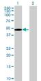 Ribosomal Modification Protein RimK Like Family Member A antibody, H00284716-B01P, Novus Biologicals, Western Blot image 