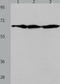 Apoptosis Inducing Factor Mitochondria Associated 1 antibody, TA323844, Origene, Western Blot image 