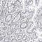 Sterile Alpha Motif Domain Containing 15 antibody, HPA030673, Atlas Antibodies, Immunohistochemistry frozen image 