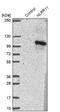 NLR Family Pyrin Domain Containing 11 antibody, NBP1-92186, Novus Biologicals, Western Blot image 