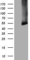 Carboxypeptidase M antibody, TA807364, Origene, Western Blot image 