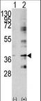 Baculoviral IAP Repeat Containing 7 antibody, LS-C100376, Lifespan Biosciences, Western Blot image 
