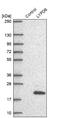 LY6/PLAUR Domain Containing 6 antibody, NBP1-81062, Novus Biologicals, Western Blot image 
