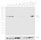 TRNA Isopentenyltransferase 1 antibody, PA5-31715, Invitrogen Antibodies, Western Blot image 