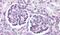 Protein Wnt-9b antibody, PA5-34335, Invitrogen Antibodies, Immunohistochemistry frozen image 