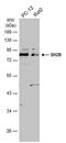 SH2B Adaptor Protein 1 antibody, PA5-78460, Invitrogen Antibodies, Western Blot image 