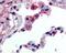 Free Fatty Acid Receptor 2 antibody, 48-292, ProSci, Immunohistochemistry paraffin image 