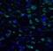 Proto-oncogene c-Fos antibody, FNab09803, FineTest, Immunofluorescence image 