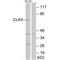 CDC Like Kinase 4 antibody, A09141, Boster Biological Technology, Western Blot image 