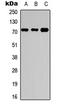NBPF Member 4 antibody, LS-C354428, Lifespan Biosciences, Western Blot image 