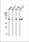 Arginine Vasopressin Receptor 1A antibody, TA324992, Origene, Western Blot image 