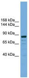 Autophagy Related 9B antibody, TA344178, Origene, Western Blot image 