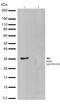 Ribosomal Protein S6 antibody, 710394, Invitrogen Antibodies, Western Blot image 