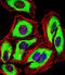 Peroxiredoxin 2 antibody, abx031797, Abbexa, Immunocytochemistry image 