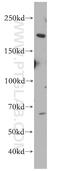 Nischarin antibody, 13813-1-AP, Proteintech Group, Western Blot image 