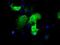 Immunoglobulin Binding Protein 1 antibody, NBP2-02560, Novus Biologicals, Immunofluorescence image 