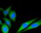 PEAK Family Member 3 antibody, NBP2-67196, Novus Biologicals, Immunofluorescence image 