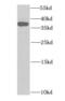 Heparin Binding Growth Factor antibody, FNab03808, FineTest, Western Blot image 