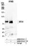Metastasis Associated 1 antibody, A300-911A, Bethyl Labs, Immunoprecipitation image 