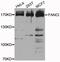 FA Complementation Group I antibody, PA5-76147, Invitrogen Antibodies, Western Blot image 