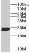 Prolactin-3D1 antibody, FNab06512, FineTest, Western Blot image 
