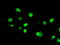 Mitogen-Activated Protein Kinase 1 antibody, GTX84151, GeneTex, Immunofluorescence image 