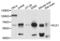 Nibrin antibody, LS-C331114, Lifespan Biosciences, Western Blot image 
