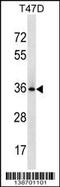BCL2 Like 12 antibody, 60-336, ProSci, Western Blot image 