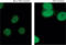 Acetylated-Lysine antibody, ADI-KAP-TF1203-E, Enzo Life Sciences, Immunofluorescence image 